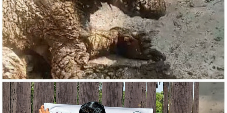 Cierran Parque La Pastora por negligencia