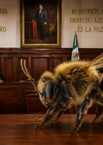 Las abejas serían sujetos de derechos