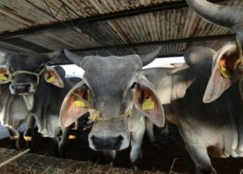 Feria Tabasco 2026 impulsa al campo con el regreso de concursos históricos y nuevas competencias productivas