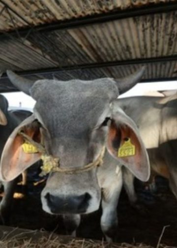 Feria Tabasco 2026 impulsa al campo con el regreso de concursos históricos y nuevas competencias productivas