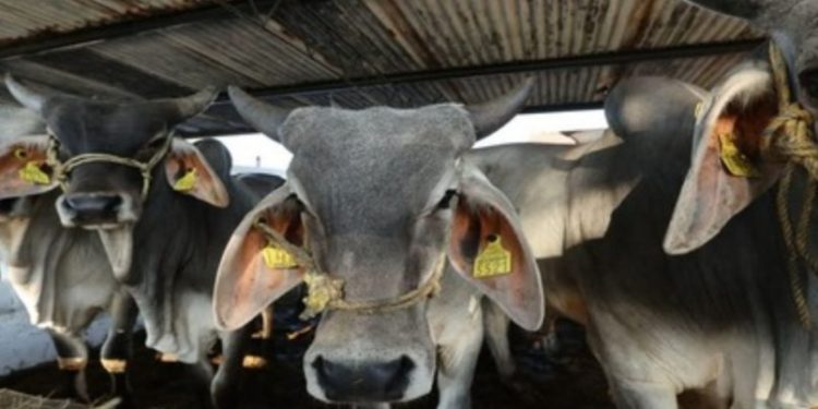 Feria Tabasco 2026 impulsa al campo con el regreso de concursos históricos y nuevas competencias productivas